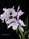 laelia lobata concolor 